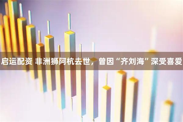 启运配资 非洲狮阿杭去世，曾因“齐刘海”深受喜爱