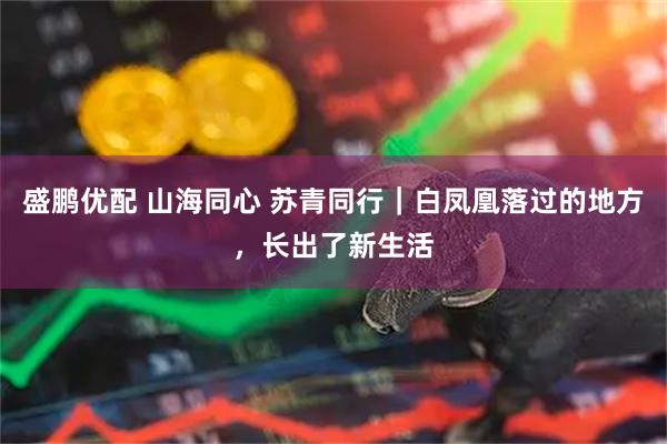 盛鹏优配 山海同心 苏青同行｜白凤凰落过的地方，长出了新生活